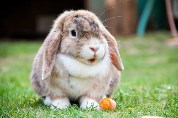 Budete překvapeni, jak inteligentní králíci mohou být