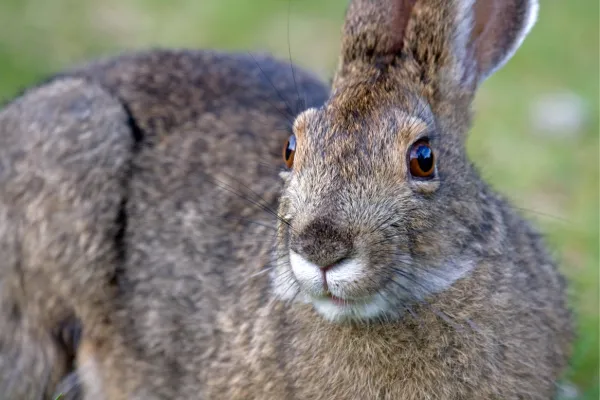 Potenciální nebezpečí divokých králíků