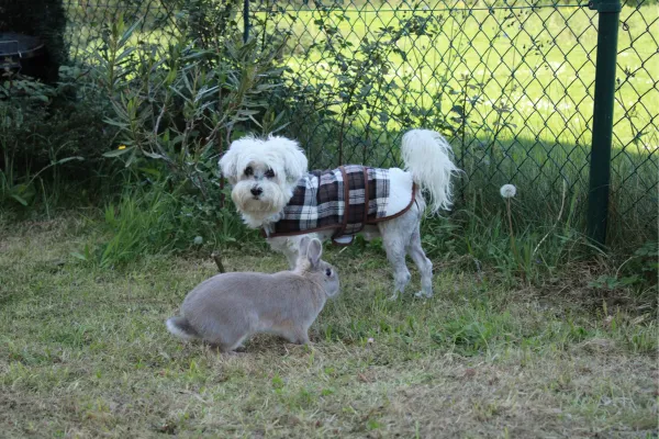 Psi a králíci společně