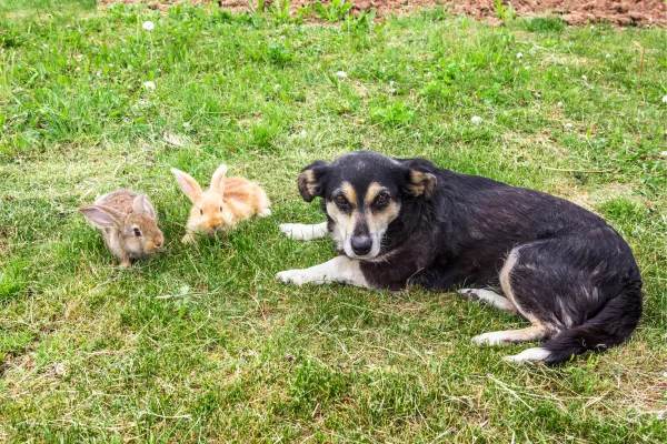 Psi a králíci žijící v jednom domě