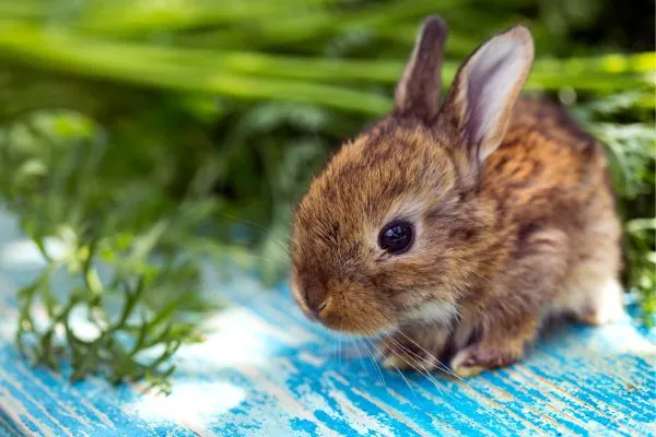 Opatření, která je třeba dodržovat při krmení králíků kiwi