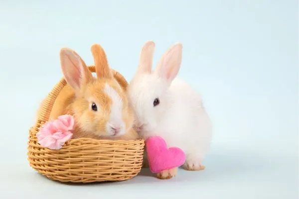 Ovocné pamlsky pro králíky