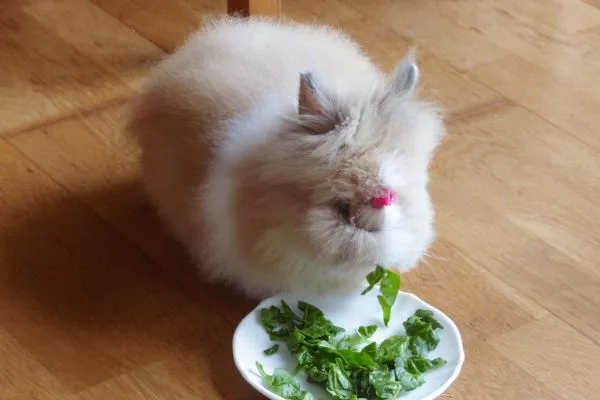 Rizika krmení králíků špenátem