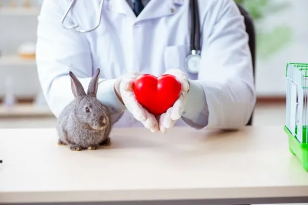 Veterinární a bolest u králíků