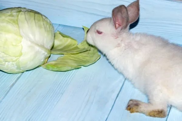 Výhody krmení králíka zelím