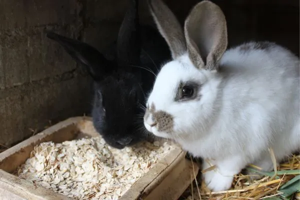 Příprava ovesných vloček pro králíky