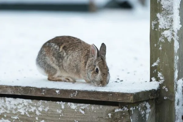 Rizika spojená s pojídáním ptačích semen králíky