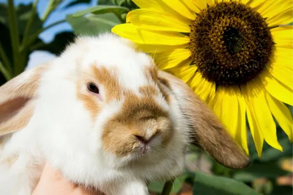 Riziko krmení králíků slunečnicovými semeny