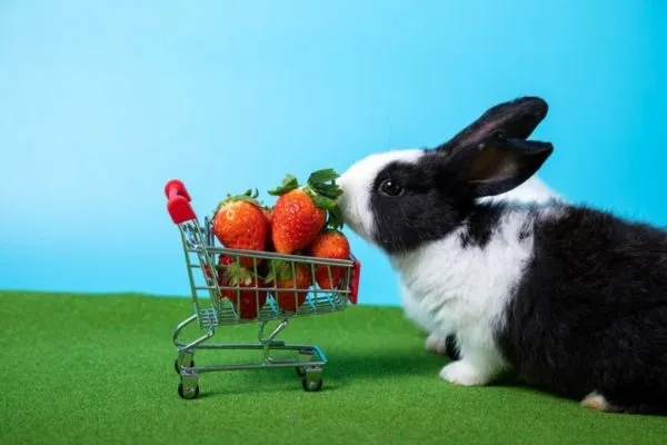 Výživová hodnota jahod pro králíky