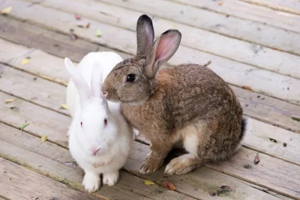 Důležitost socializace králíků