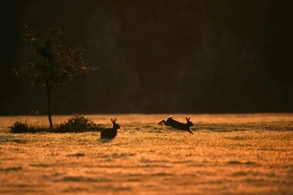 Hravé chování králíků