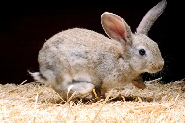 Jak správně zařadit dýňová semínka do jídelníčku vašeho králíčka