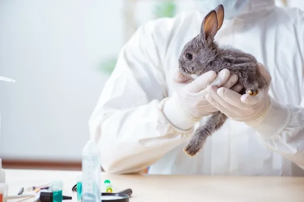Infekce močových cest u králíků - Přístupy k léčbě