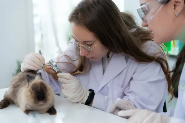 Infekce močových cest u králíků - Rozpoznání příznaků