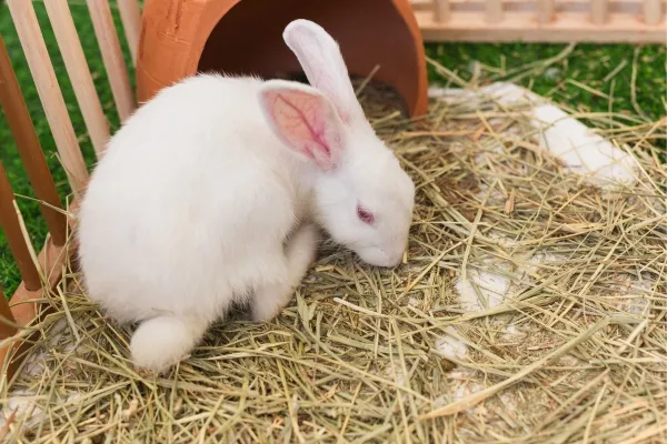 Může králík lilek - Bezpečnost a toxicita