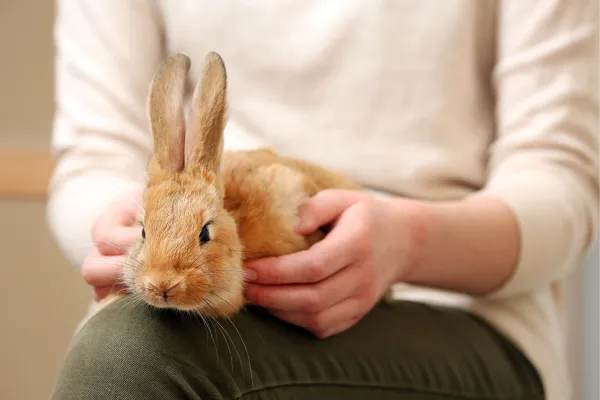 Porozumění rozpoznávání králíků