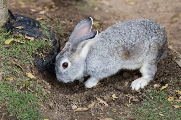 Hlavní důvody, proč králíci kopou díry