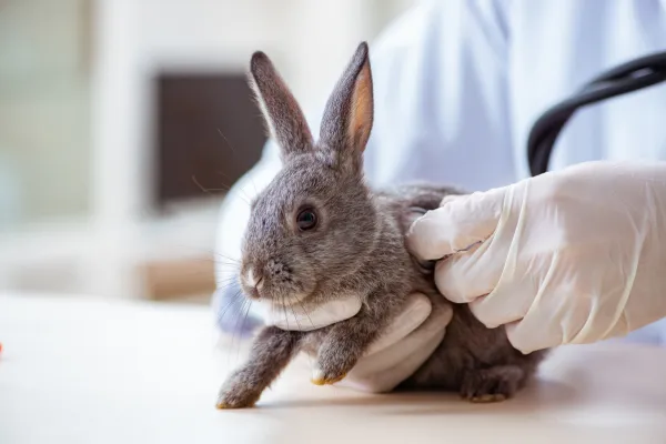 Příznaky a symptomy potravinových alergií u králíků